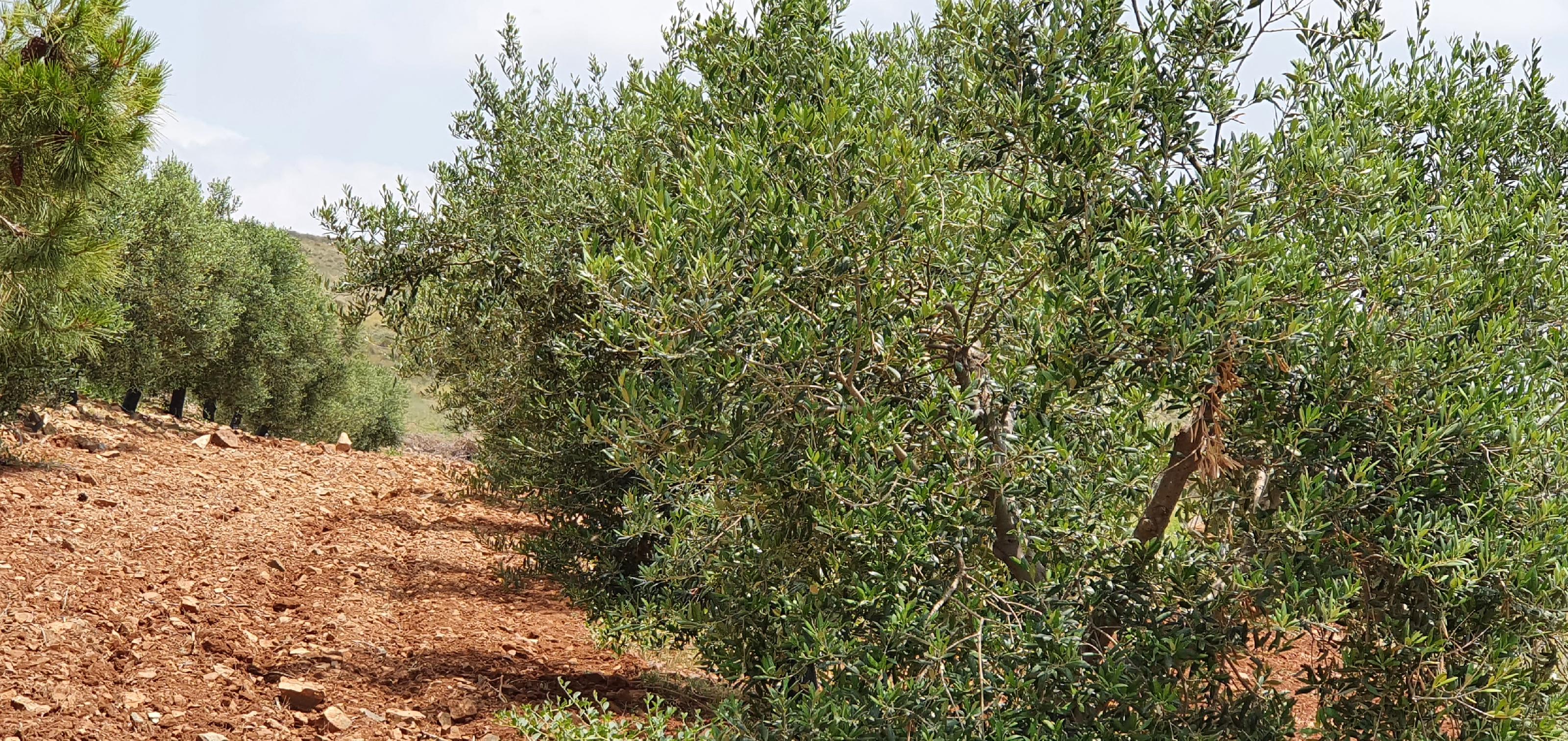 Imagen 3 Casa Rústica en venta en Lorca / Ubicado en Las Norias, limite provincia Murcia-Almeria