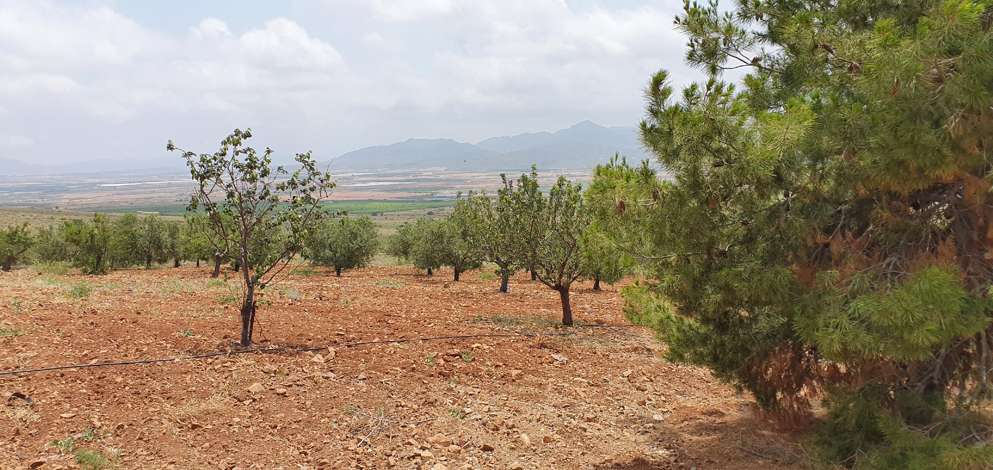 Imagen 14 Casa Rústica en venta en Lorca / Ubicado en Las Norias, limite provincia Murcia-Almeria