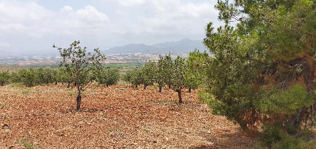 Imagen 14 Inmueble 274845 - Casa Rústica en venta en Lorca / Ubicado en Las Norias, limite provincia Murcia-Almeria