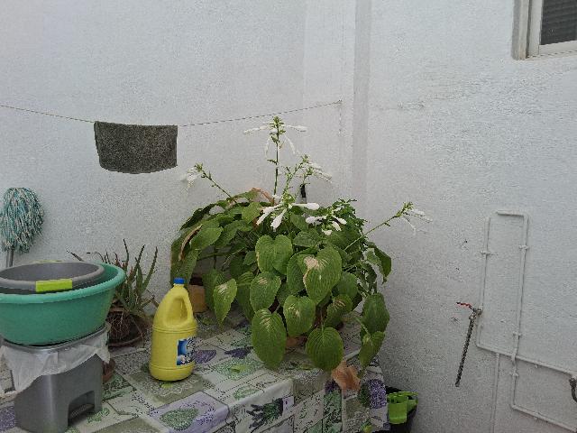 Imagen 23 Inmueble 296546 - Casa Adosada en venta en Baeza / En el centro de Baeza junto a escuela de arte