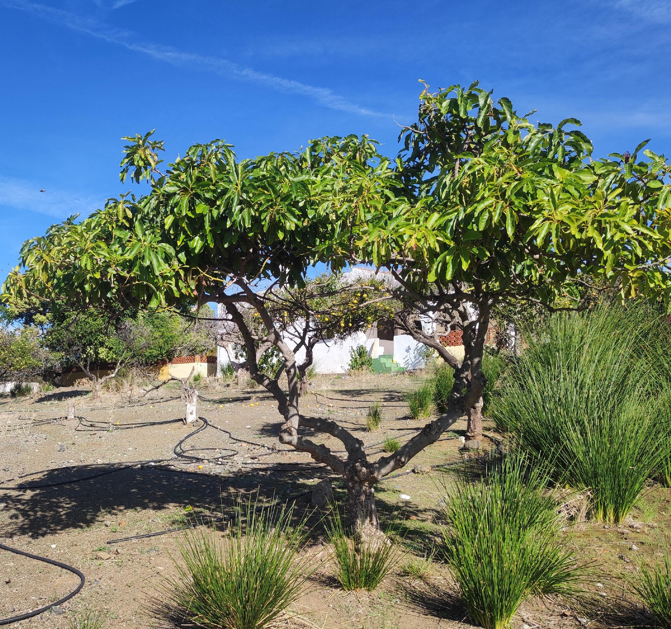 Imagen 17 Casa Aislada en venta en Estepona / Cerca de Guadalmansa, Estepona