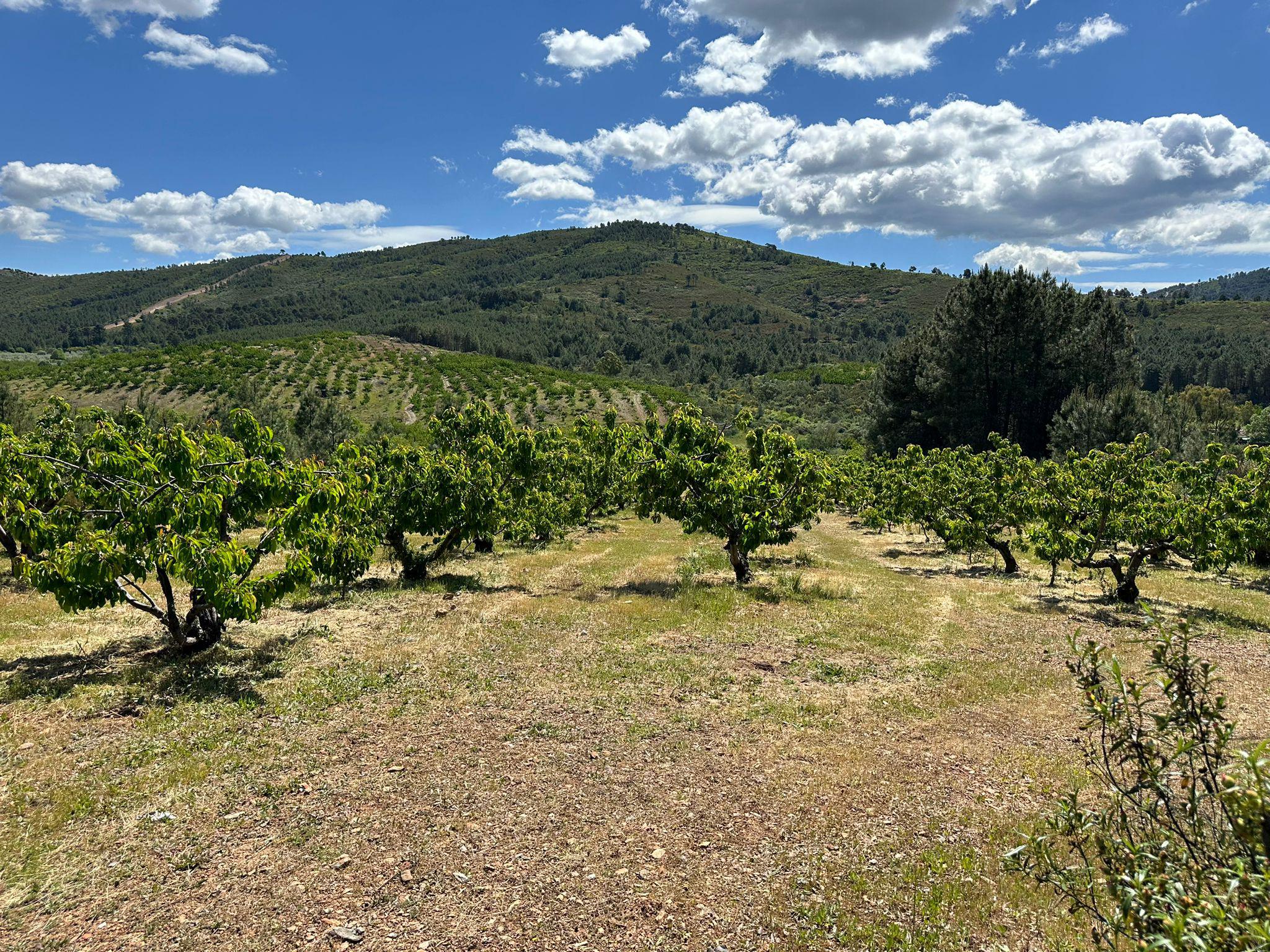 Imagen 1 Casa Rústica en venta en Torrecilla De Los Ángeles / Explotacion de cerezos, en Torrecilla...