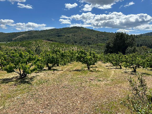 Imagen 1 Inmueble 284223 - Casa Rústica en venta en Torrecilla De Los Ángeles / Explotacion de cerezos, en Torrecilla...