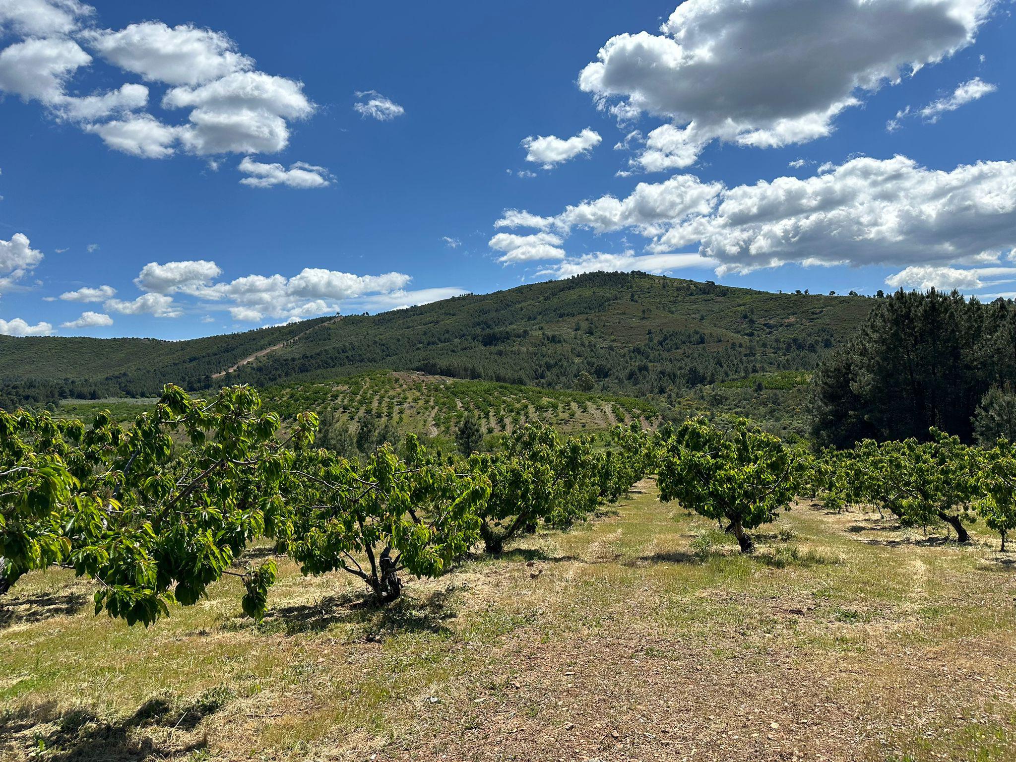 Imagen 9 Casa Rústica en venta en Torrecilla De Los Ángeles / Explotacion de cerezos, en Torrecilla...