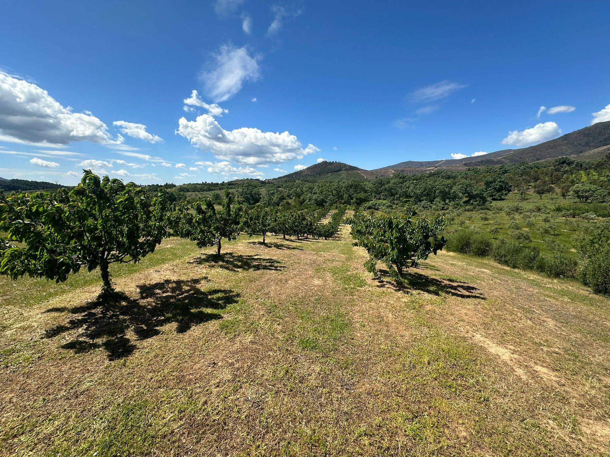 Imagen 2 Casa Rústica en venta en Torrecilla De Los Ángeles / Explotacion de cerezos, en Torrecilla...