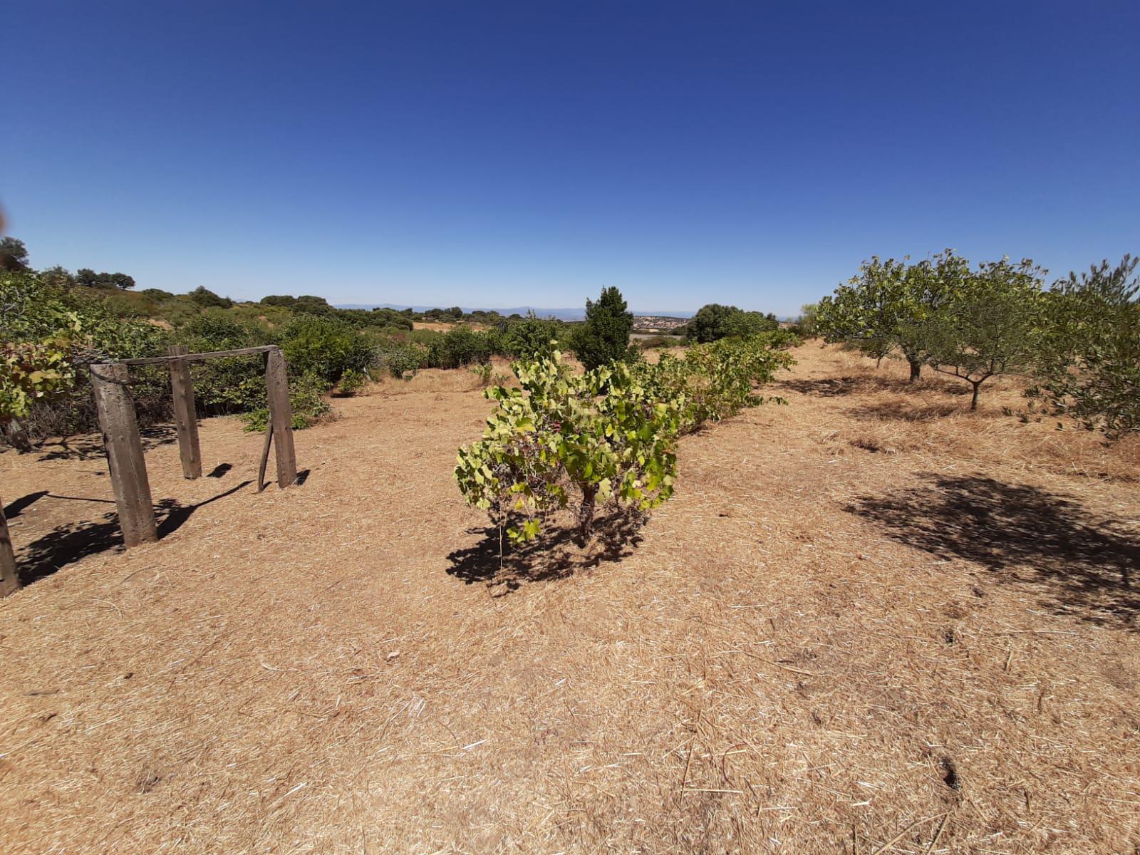 Imagen 5 Casa Rústica en venta en Mirabel / Mirabel cerca de Plasencia