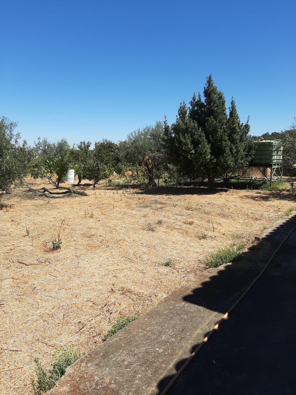 Imagen 6 Casa Rústica en venta en Mirabel / Mirabel cerca de Plasencia