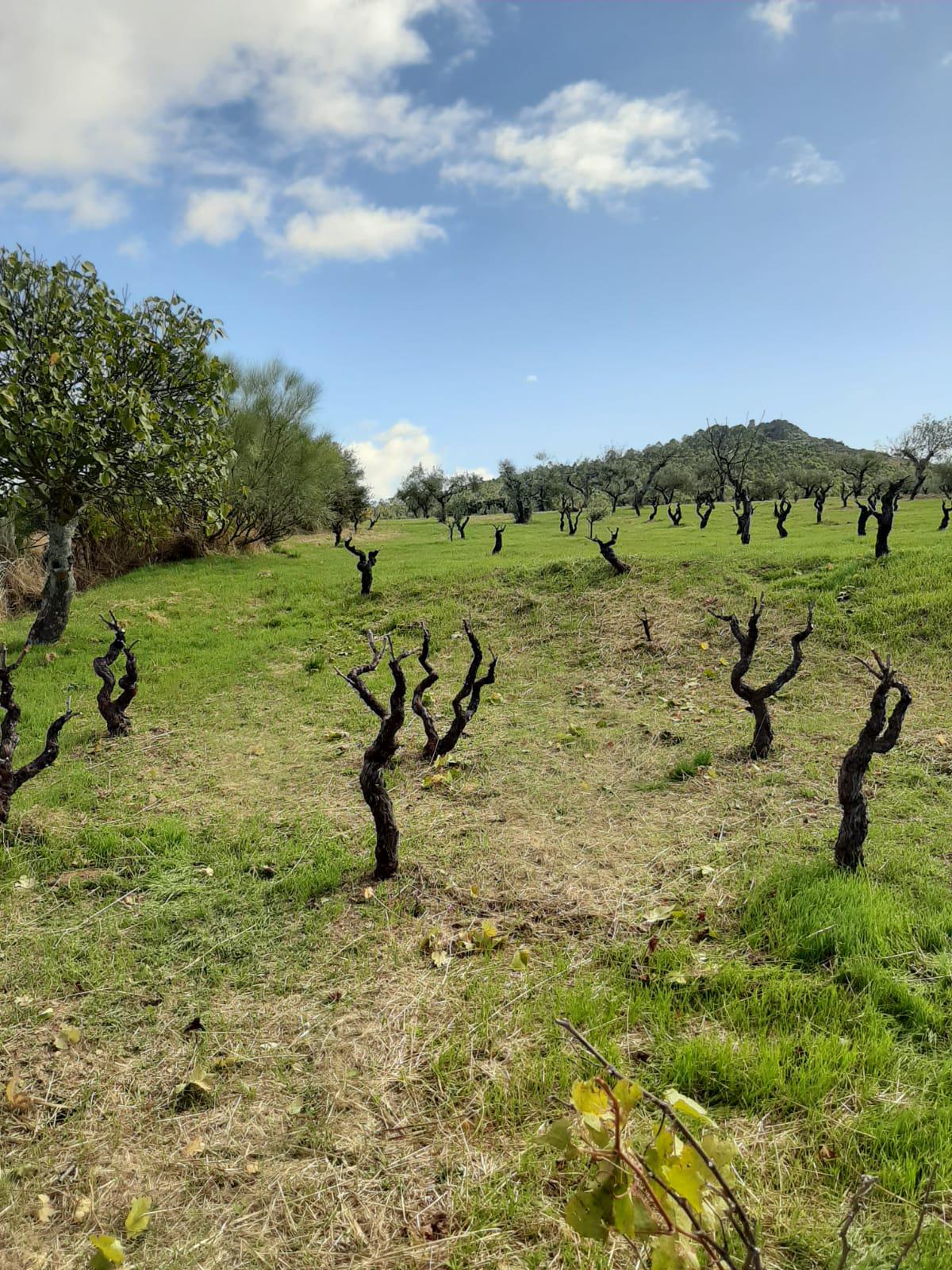 Imagen 8 Casa Rústica en venta en Mirabel / Mirabel cerca de Plasencia