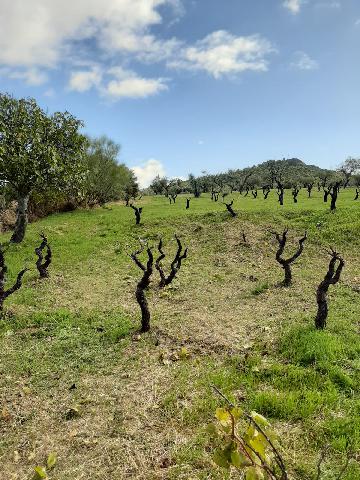 Imagen 8 Inmueble 290773 - Casa Rústica en venta en Mirabel / Mirabel cerca de Plasencia