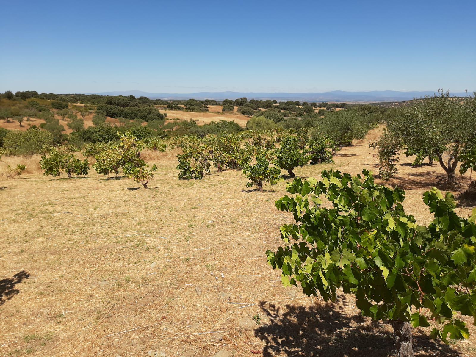 Imagen 10 Casa Rústica en venta en Mirabel / Mirabel cerca de Plasencia