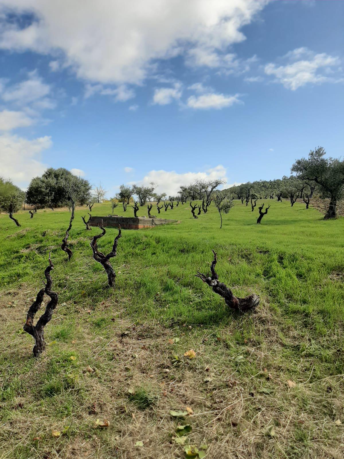 Imagen 11 Casa Rústica en venta en Mirabel / Mirabel cerca de Plasencia