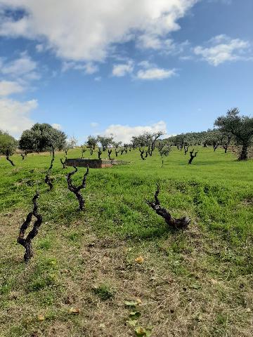 Imagen 11 Inmueble 290773 - Casa Rústica en venta en Mirabel / Mirabel cerca de Plasencia