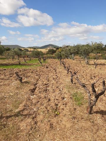 Imagen 13 Inmueble 290773 - Casa Rústica en venta en Mirabel / Mirabel cerca de Plasencia