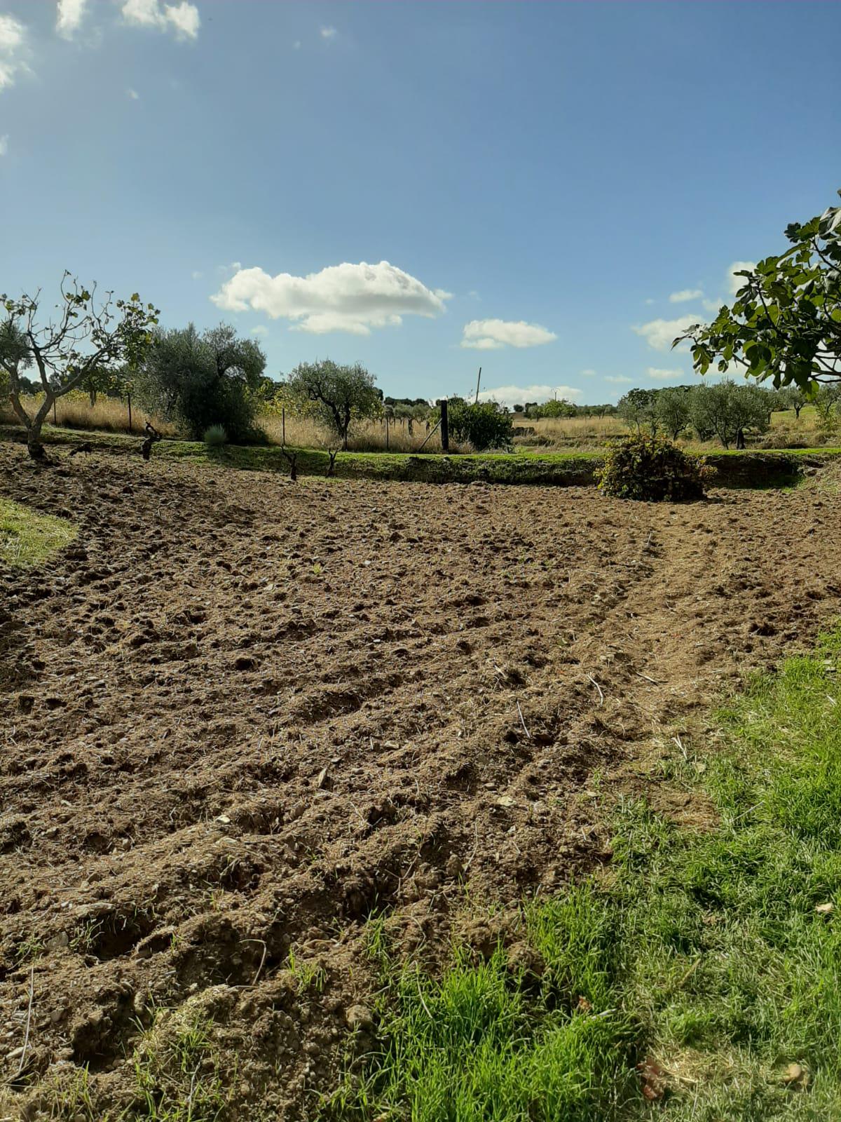 Imagen 14 Casa Rústica en venta en Mirabel / Mirabel cerca de Plasencia