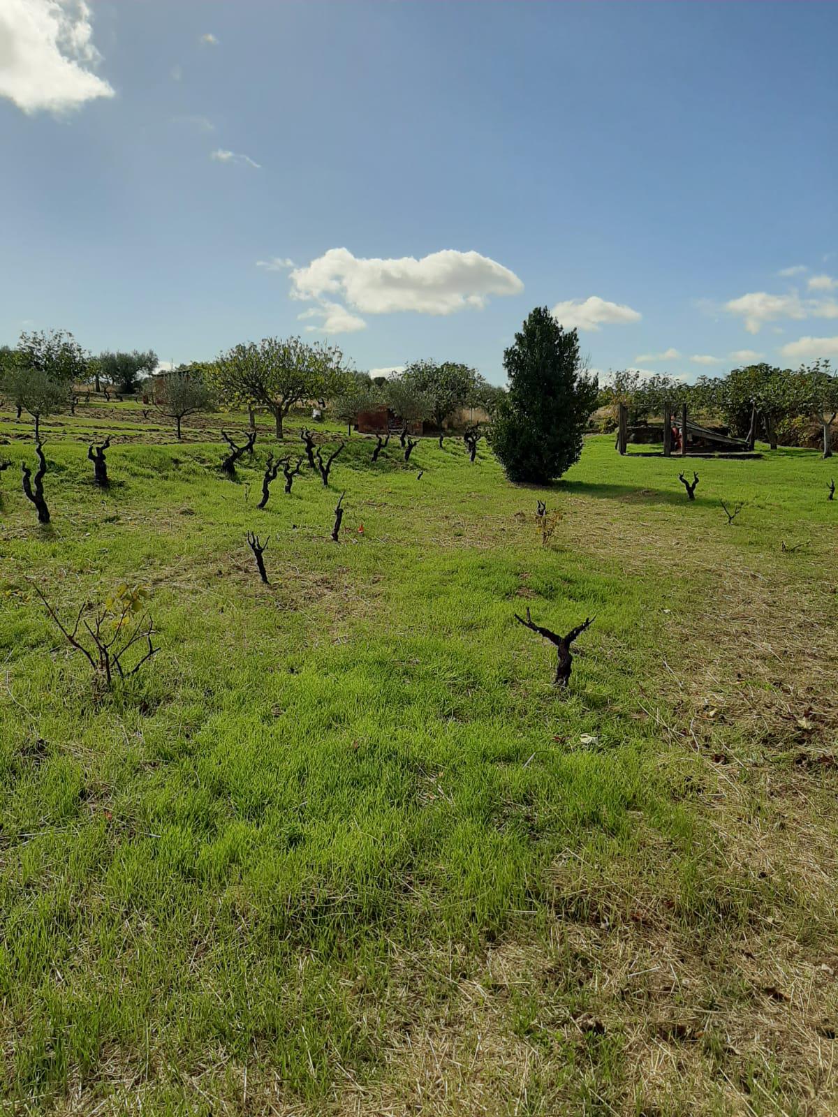 Imagen 15 Casa Rústica en venta en Mirabel / Mirabel cerca de Plasencia