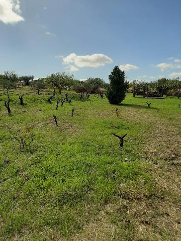 Imagen 15 Inmueble 290773 - Casa Rústica en venta en Mirabel / Mirabel cerca de Plasencia