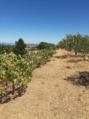 Imagen 18 Inmueble 290773 - Casa Rústica en venta en Mirabel / Mirabel cerca de Plasencia