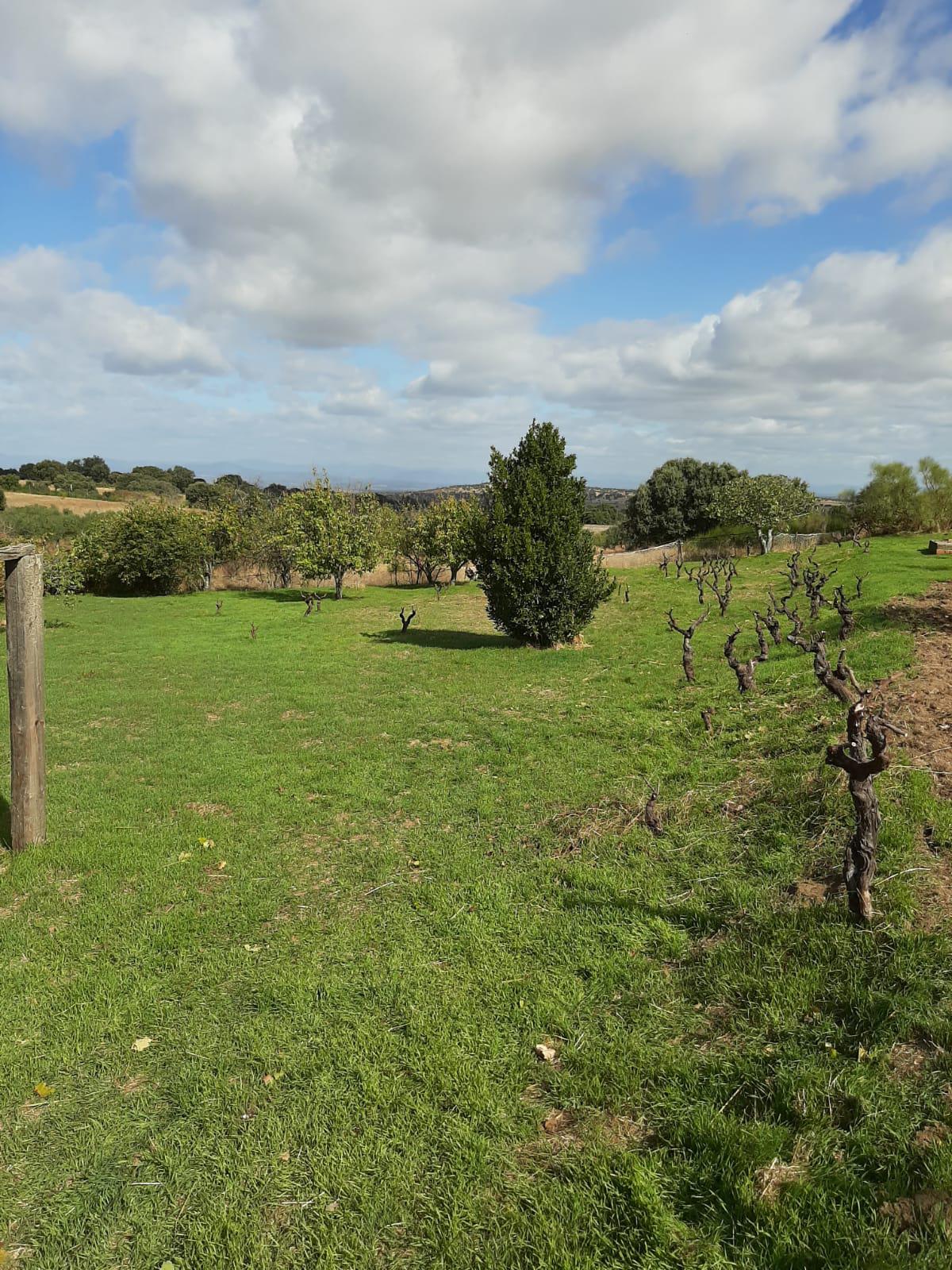 Imagen 2 Casa Rústica en venta en Mirabel / Mirabel cerca de Plasencia