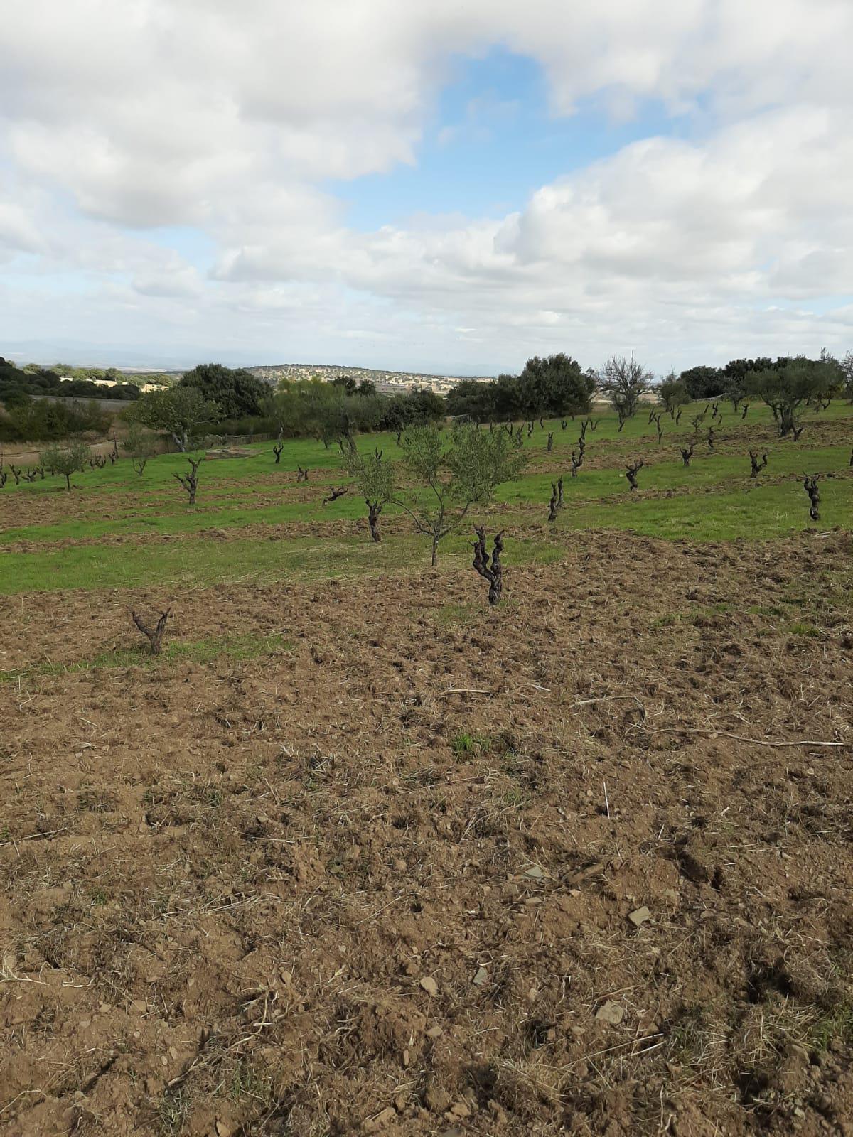 Imagen 20 Casa Rústica en venta en Mirabel / Mirabel cerca de Plasencia