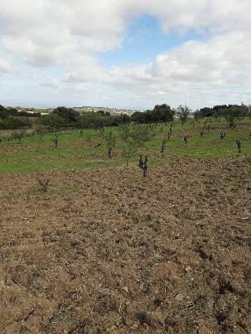 Imagen 20 Inmueble 290773 - Casa Rústica en venta en Mirabel / Mirabel cerca de Plasencia