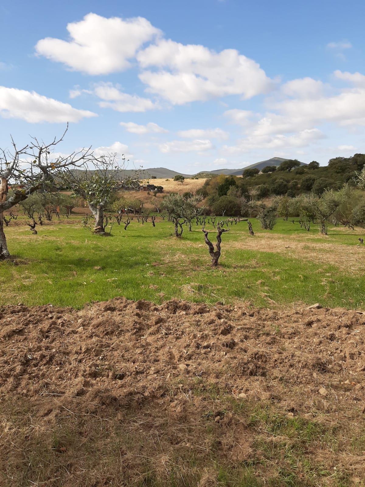 Imagen 22 Casa Rústica en venta en Mirabel / Mirabel cerca de Plasencia