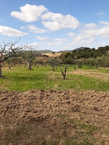 Imagen 22 Inmueble 290773 - Casa Rústica en venta en Mirabel / Mirabel cerca de Plasencia