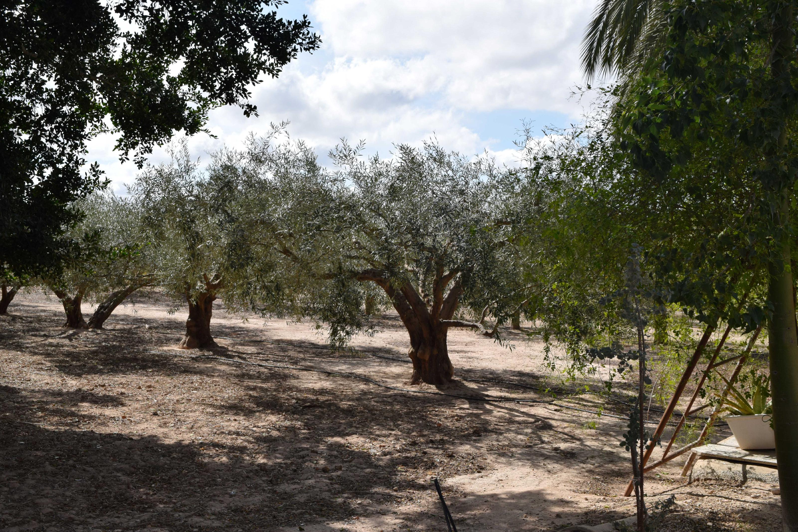 Imagen 7 Casa Aislada en venta en Elche/elx / Finca rústica con gran parcela cerca del club de tenis