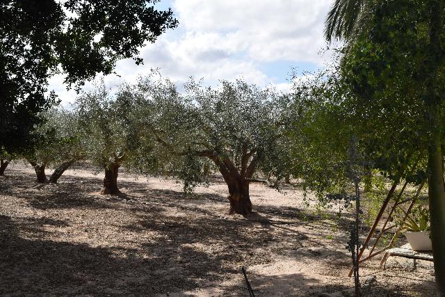 Imagen 7 Inmueble 282144 - Casa Aislada en venta en Elche/elx / Finca rústica con gran parcela cerca del club de tenis