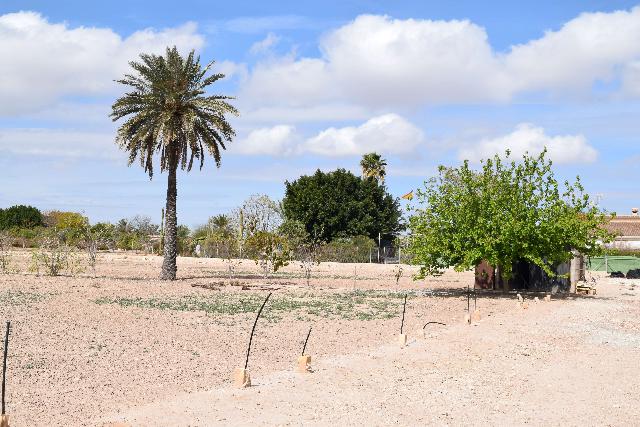 Imagen 14 Inmueble 282144 - Casa Aislada en venta en Elche/elx / Finca rústica con gran parcela cerca del club de tenis