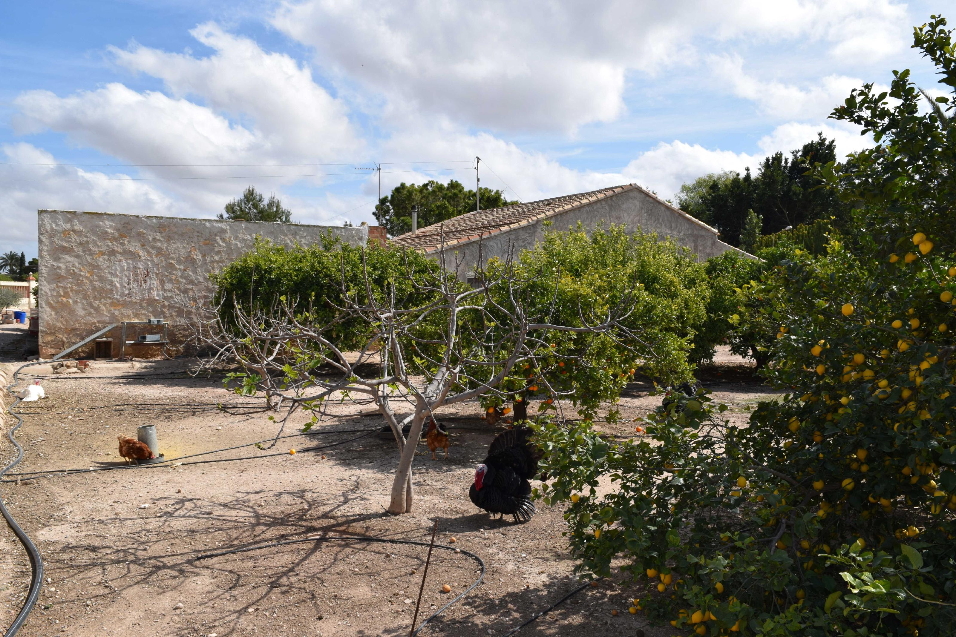 Imagen 9 Casa Aislada en venta en Elche/elx / Finca rústica con gran parcela cerca del club de tenis