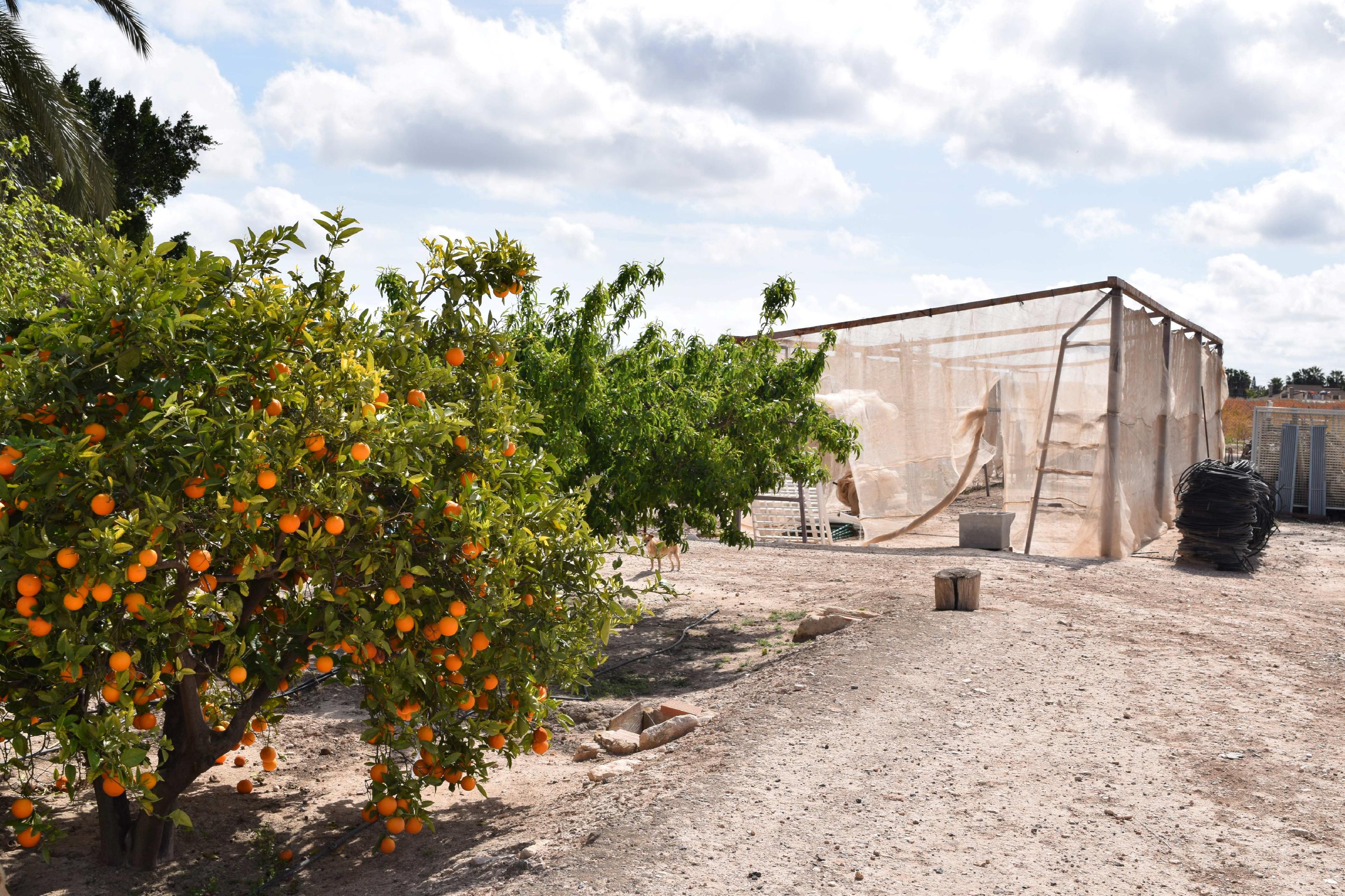 Imagen 10 Casa Aislada en venta en Elche/elx / Finca rústica con gran parcela cerca del club de tenis