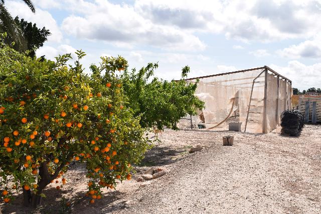 Imagen 10 Inmueble 282144 - Casa Aislada en venta en Elche/elx / Finca rústica con gran parcela cerca del club de tenis