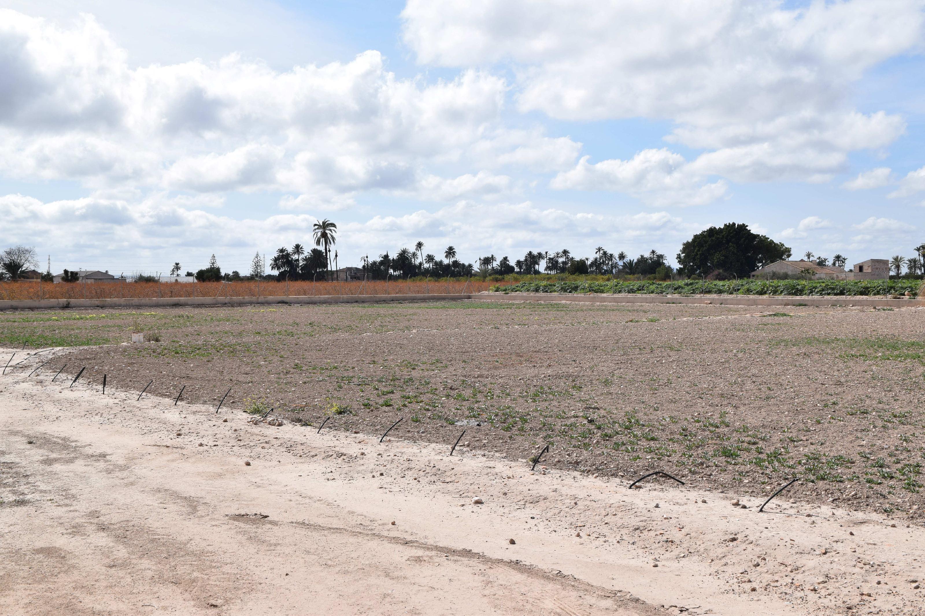 Imagen 12 Casa Aislada en venta en Elche/elx / Finca rústica con gran parcela cerca del club de tenis