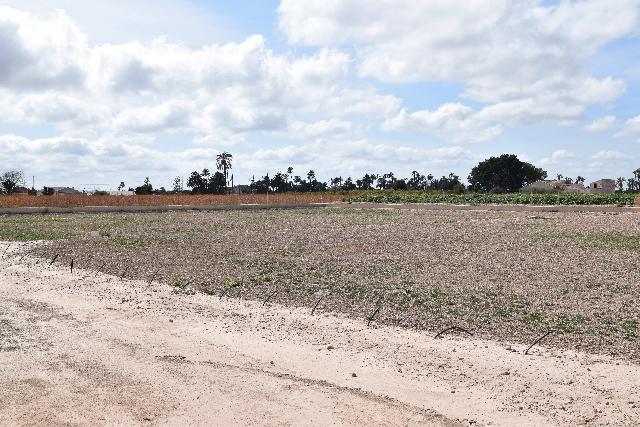 Imagen 12 Inmueble 282144 - Casa Aislada en venta en Elche/elx / Finca rústica con gran parcela cerca del club de tenis