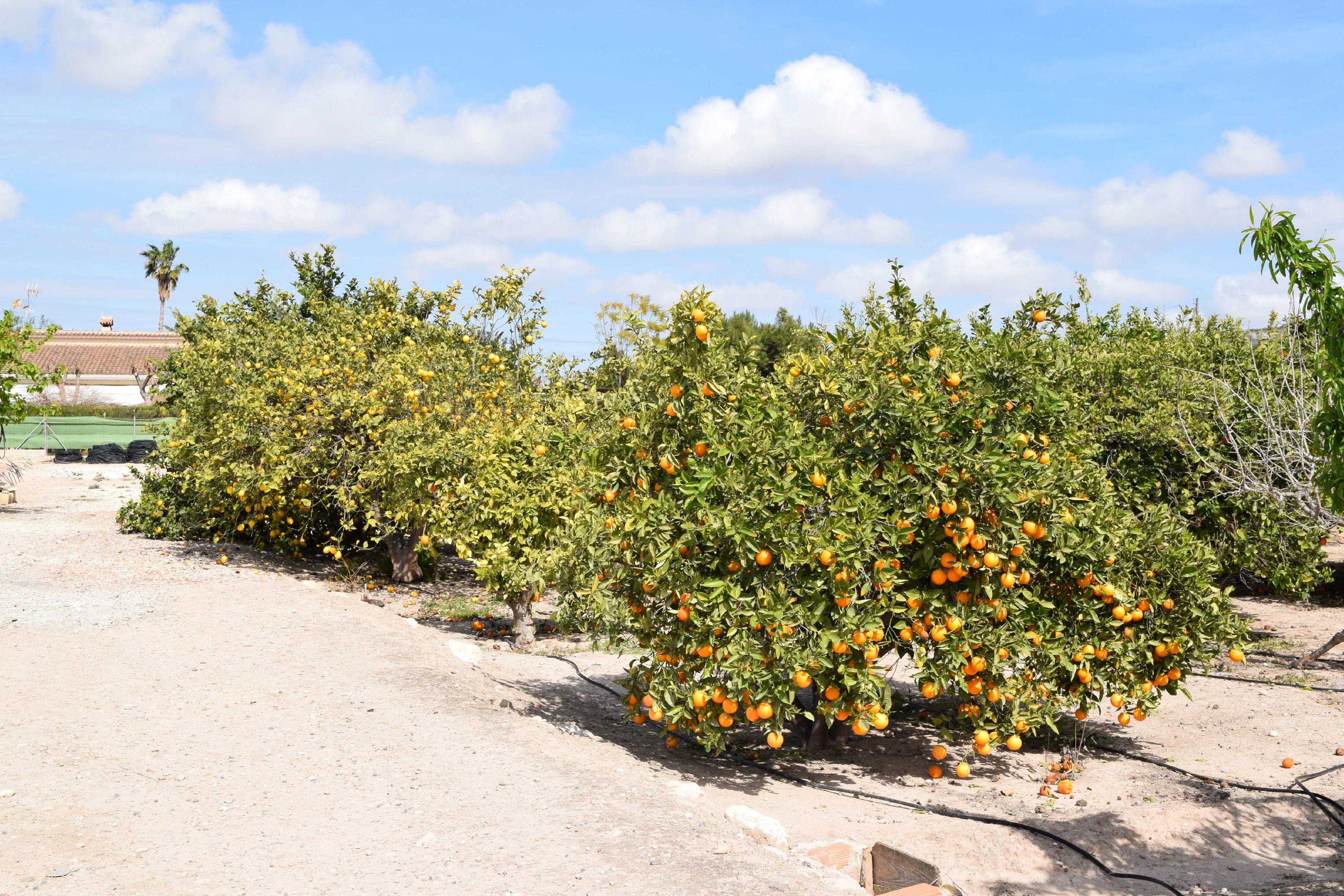 Imagen 11 Casa Aislada en venta en Elche/elx / Finca rústica con gran parcela cerca del club de tenis