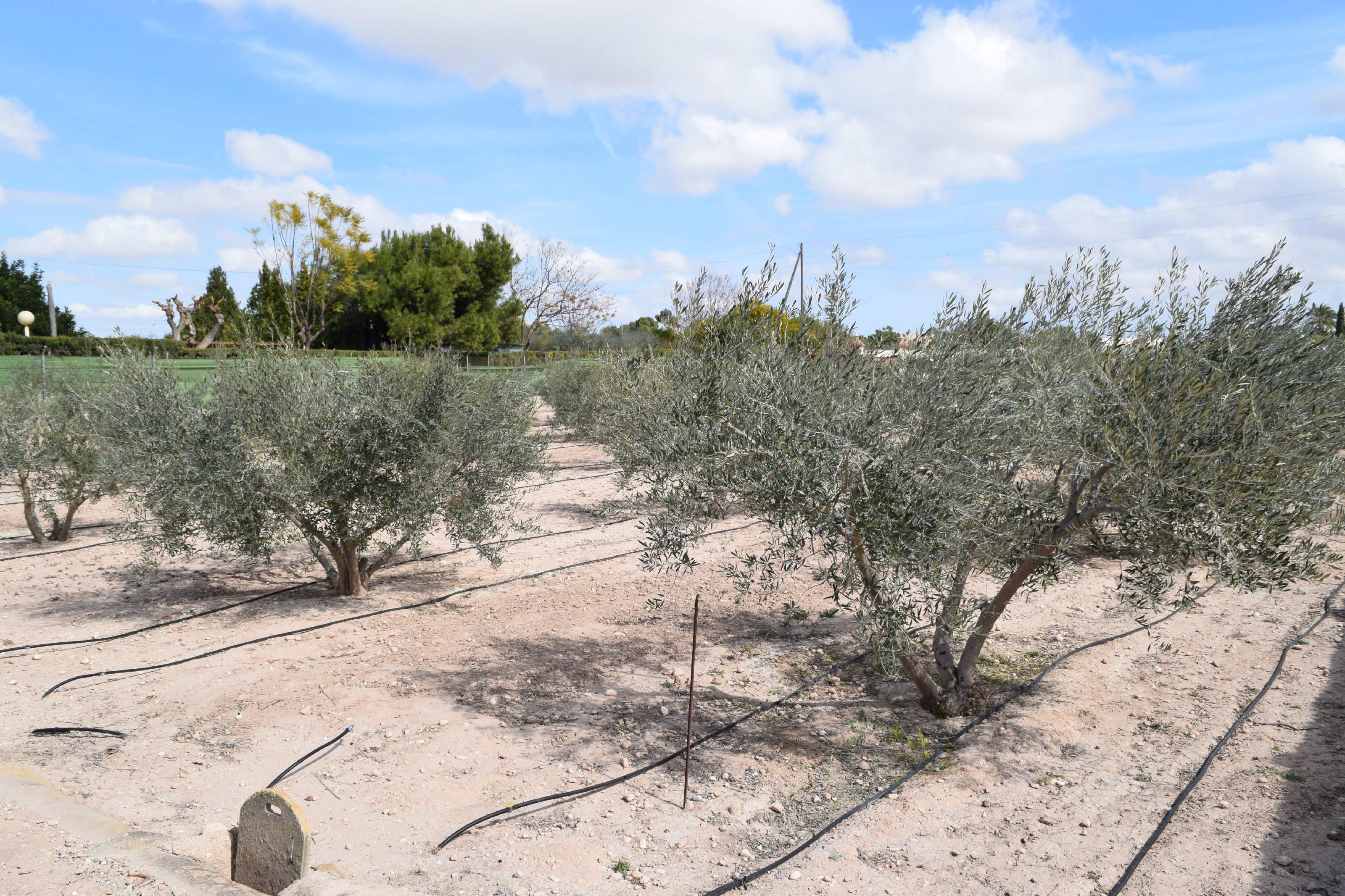 Imagen 16 Casa Aislada en venta en Elche/elx / Finca rústica con gran parcela cerca del club de tenis