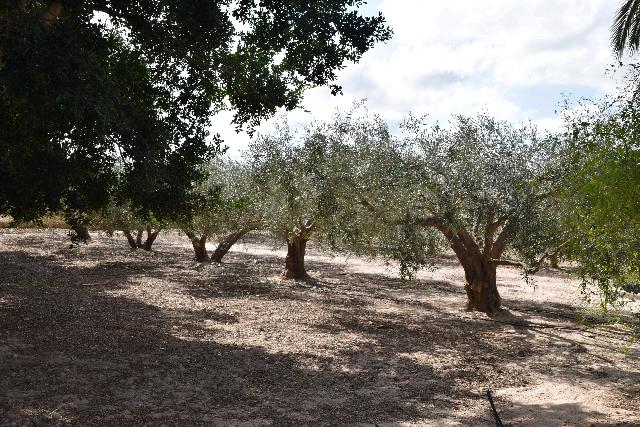 Imagen 8 Inmueble 282144 - Casa Aislada en venta en Elche/elx / Finca rústica con gran parcela cerca del club de tenis