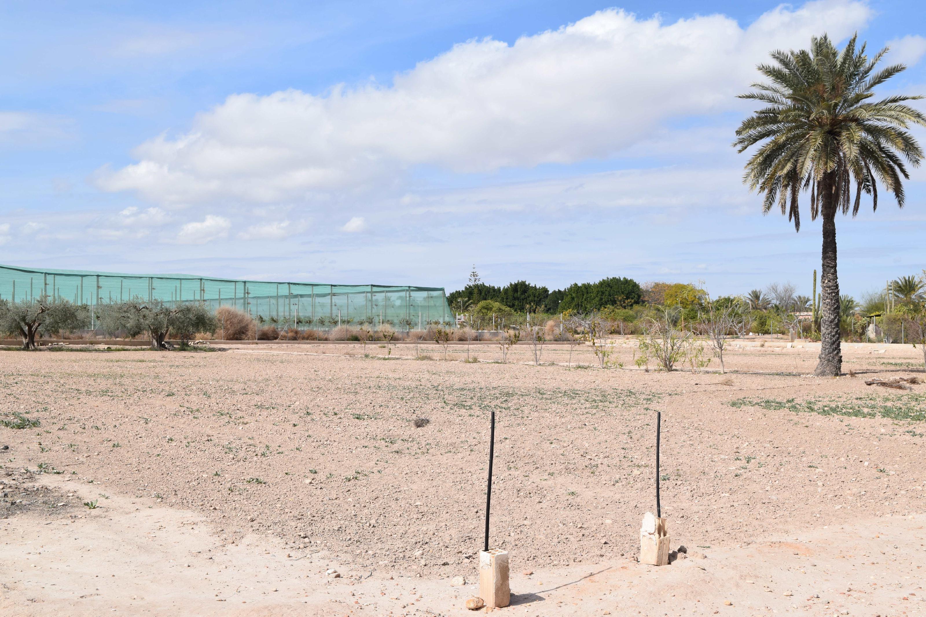 Imagen 13 Casa Aislada en venta en Elche/elx / Finca rústica con gran parcela cerca del club de tenis