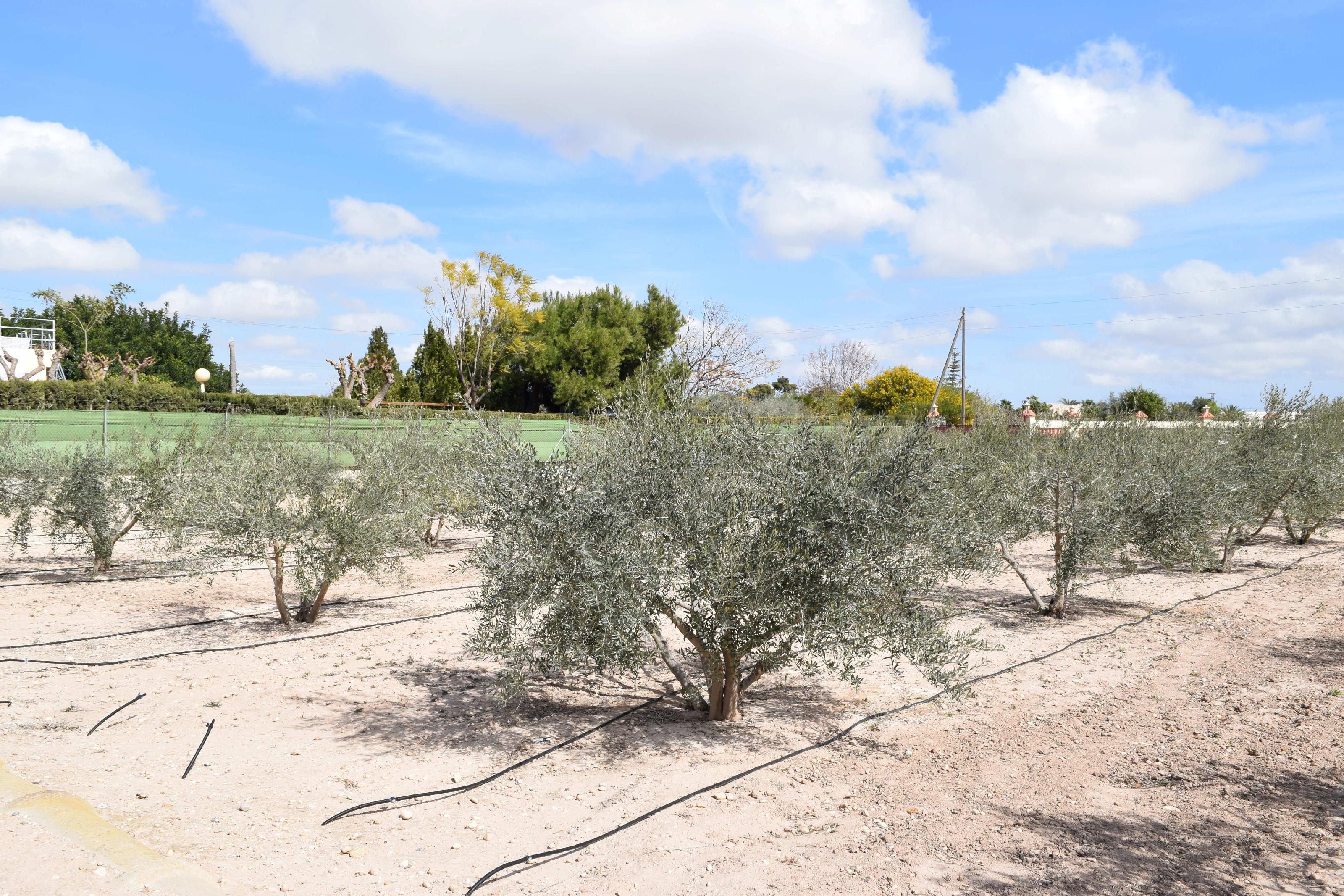 Imagen 17 Casa Aislada en venta en Elche/elx / Finca rústica con gran parcela cerca del club de tenis